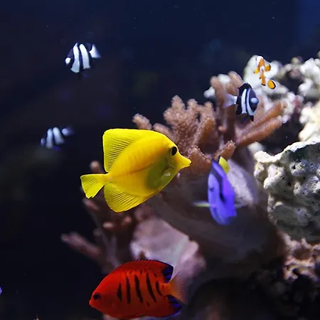 Ξενοδοχείο Otolinski *