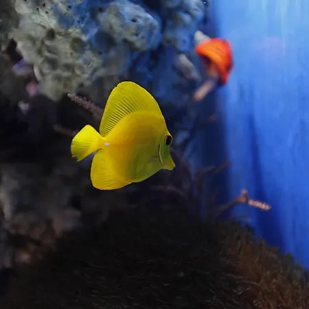 Otolinski Ξενοδοχείο Płock